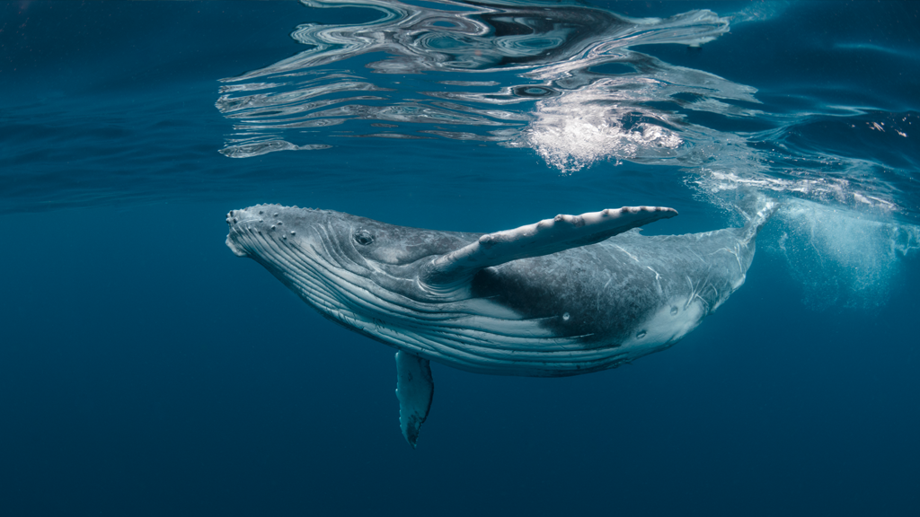 When Is Whale Watching Season in Punta de Mita?