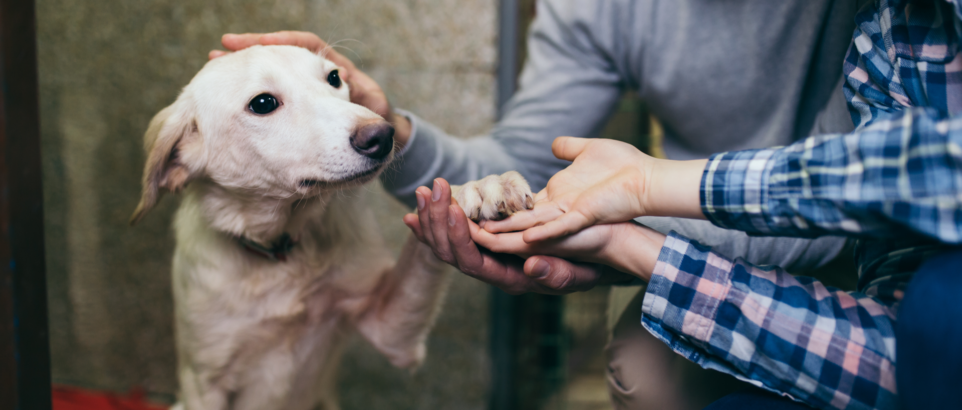 A Dog’s New Life: How You Can Adopt During Your Nuevo Vallarta   Vacation