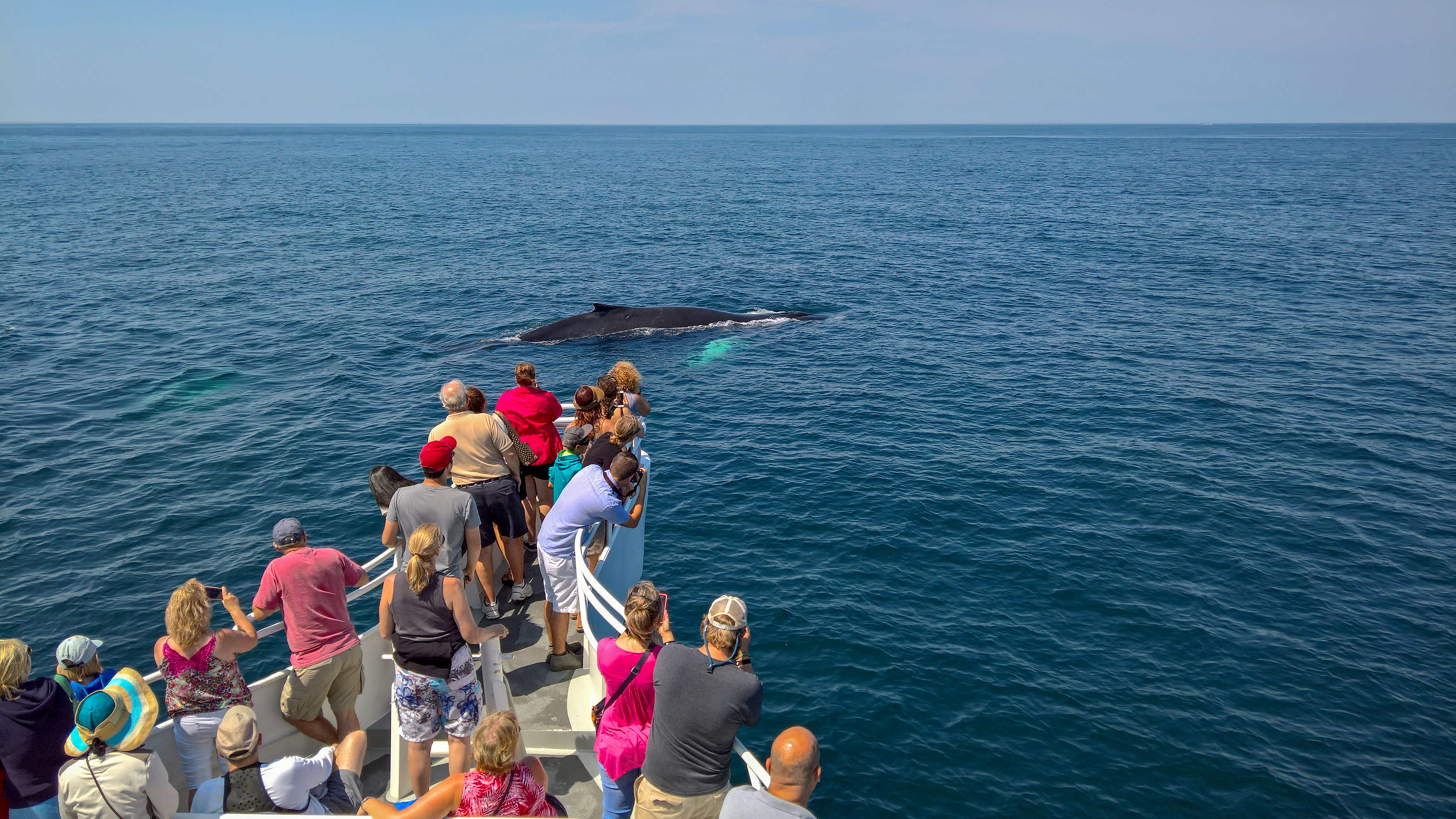 The Top 5 Whale-Watching Locations in Vallarta and the Riviera Nayarit