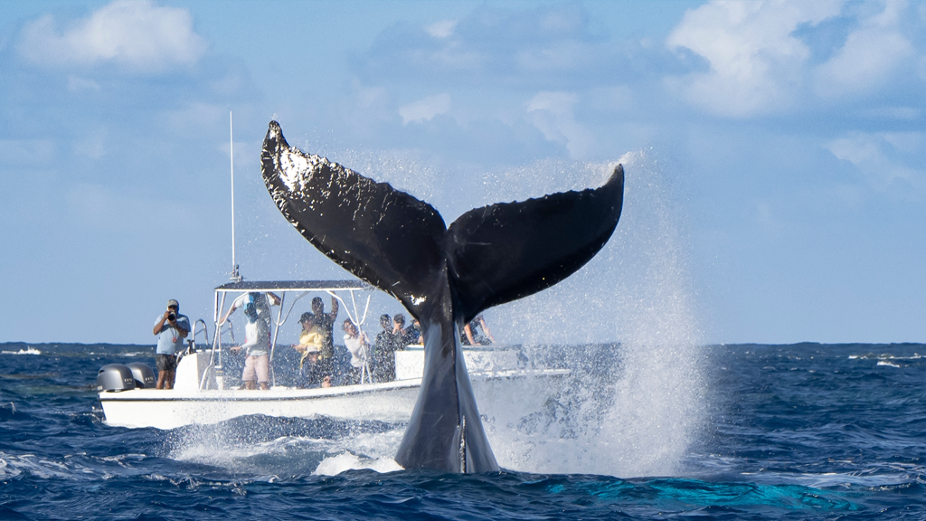 Winter Escape: Discover Whale Watching Season in Riviera Nayarit & Where to Stay