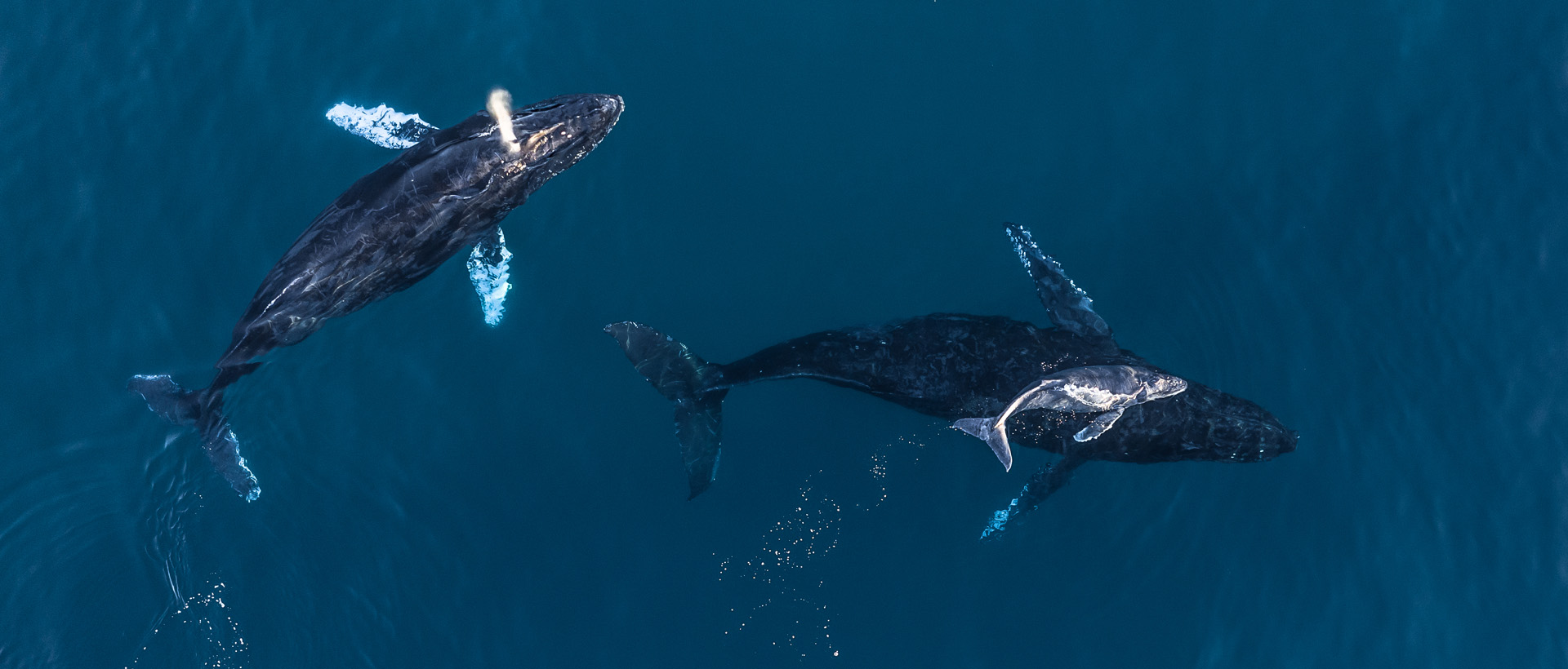 Best Spots for Whale Watching in Punta de Mita