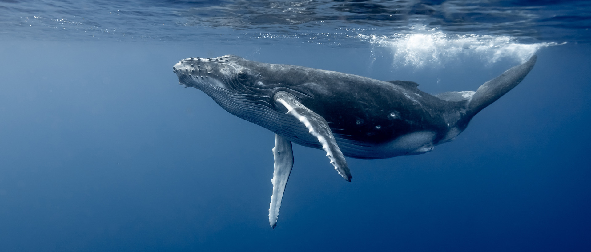 Swim for the Whales: Make a Splash in Conservation