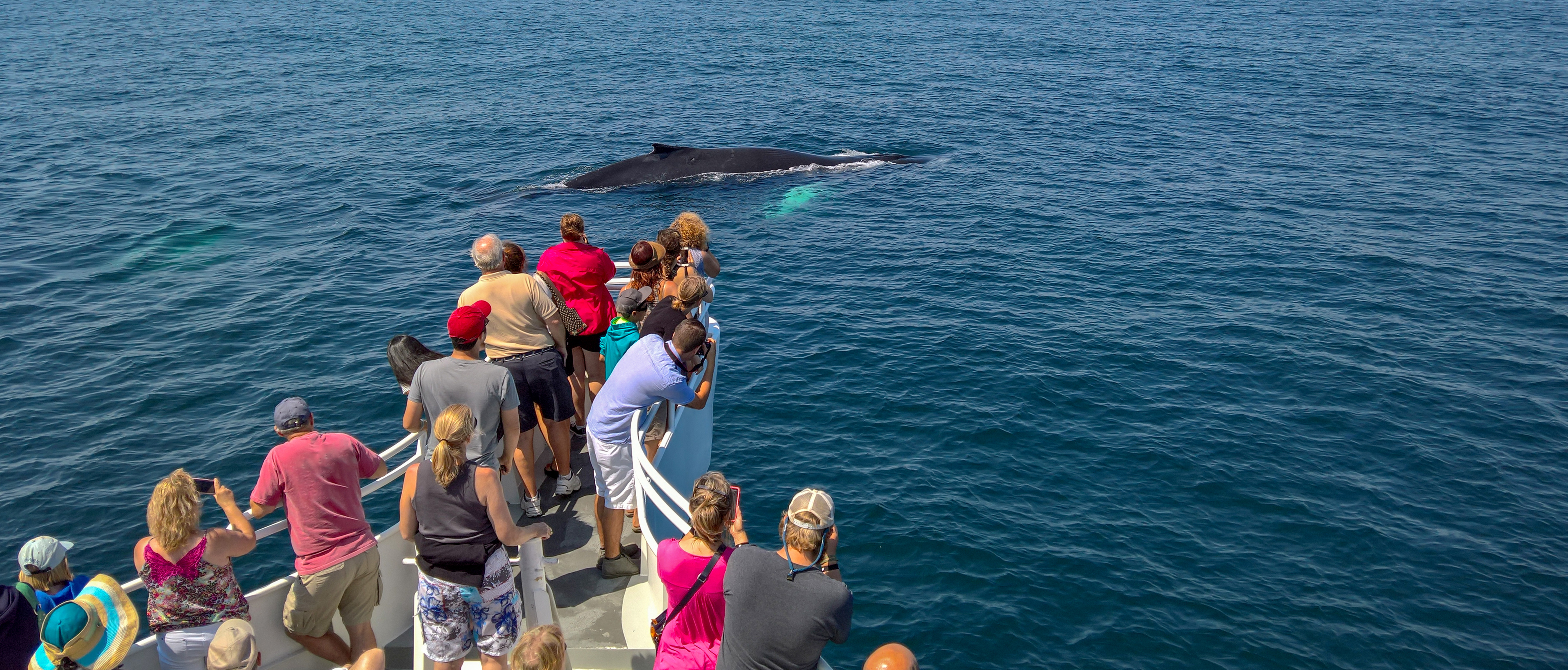 The Top 5 Whale-Watching Locations in Vallarta and the Riviera Nayarit