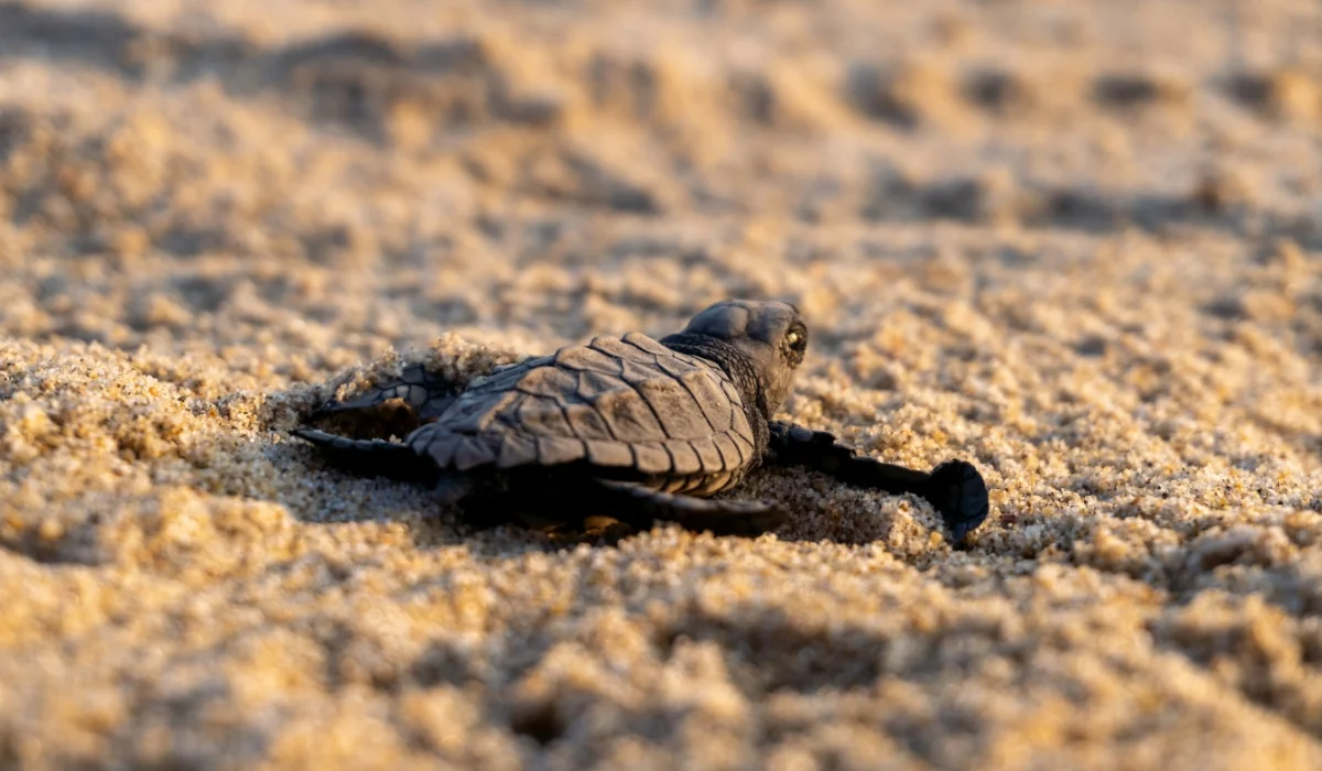 Liberación de tortugas en Bahía de Banderas