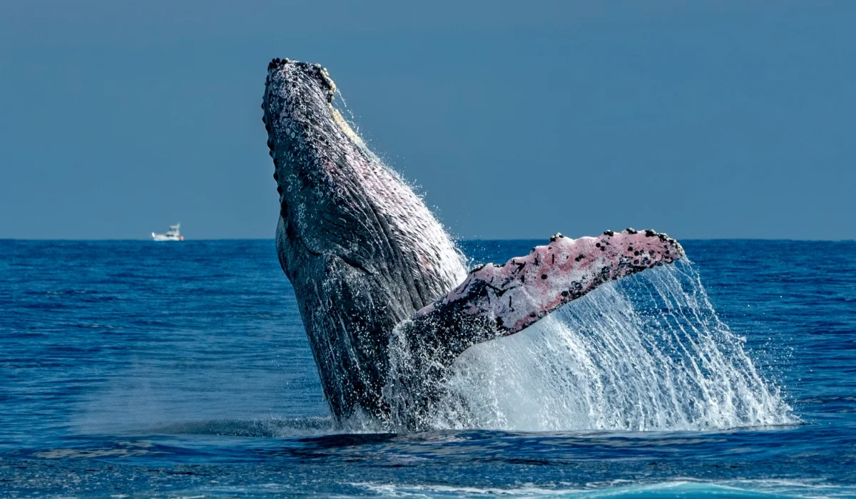Ballena jorobada frente a Punta de Mita