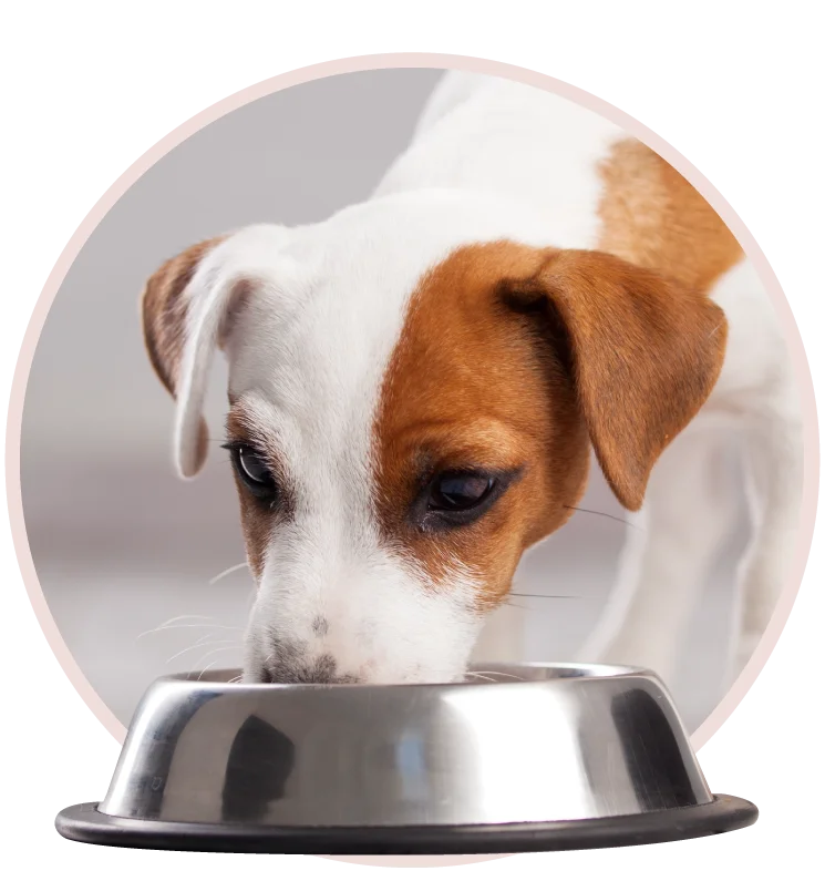 Travel Paws Punta de Mita